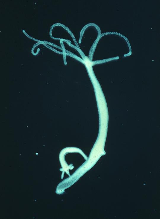 Kraken сайт магазин